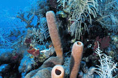 Grand Turk Scuba - Beginner cruise excursion